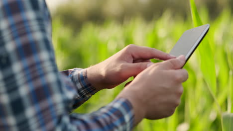 Back-view:-the-Modern-farmer-in-his-shirt-and-baseball-cap-with-tablet-computer-in-the-hands-of-the-hand-touches-the-leaves-of-corn-in-field-at-sunset-by-analyzing-the-state-of-the-harvest-and-health-of-plants.-Modern-agriculture